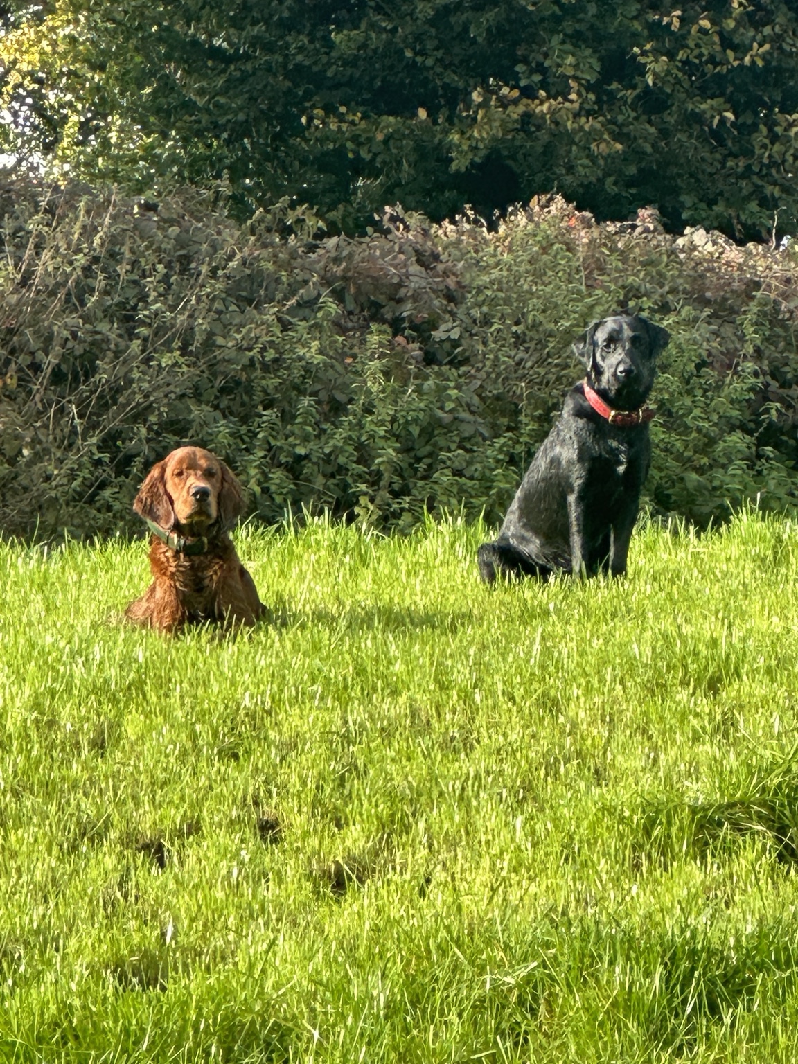Two dogs sitting together in a field